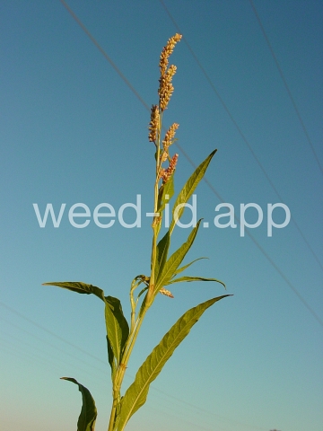 smartweed, pale